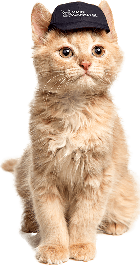 Maine Coon kat